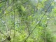 Thumbs/tn_Dsc07248.jpg