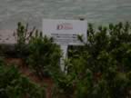tree54.jpg (389kb)